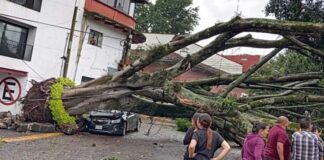 Cae Laurel de 50 años sobre automóviles y cables de luz en centro de Xalapa
