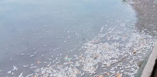 LAS SARDINAS FLOTANDO EN BARRILLAS (COATZACOALCOS)
