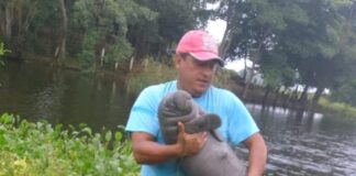 Manatíes rescatados regresan a su hábitat.