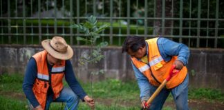 Se realiza jornada de reforestación y mantenimiento de áreas verdes .