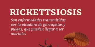 Cuidado de mascotas y limpieza de viviendas evita enfermedades zoonóticas como las rickettsiosis
