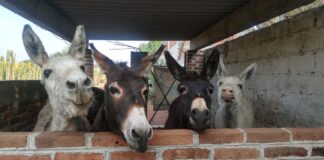 El burro a punto de la extinción.