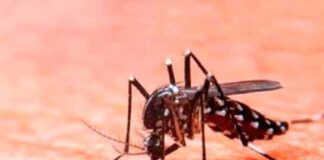 Reportan presencia de dengue en entidades mexicanas donde no había.