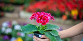 Invita Ayuntamiento de xalapa a “Expo Flores de Verano” .