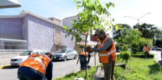 Realiza Ayuntamiento Jornada de Mantenimiento de Áreas Verdes.