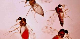 Virus Oropouche, otra alerta epidemiologica que debes conocer.