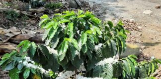 Cosecha del café registra retraso; hasta diciembre inicia corte del aromático