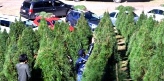 Exhorta PC Xalapa a tomar medidas preventivas por colocación de árboles navideños