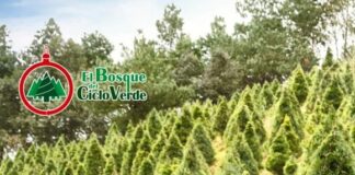 En Perote el corredor navideño genera más de 400 empleos directos y miles indirectos con cultivo de 77 mil pinos.