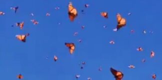 01 de noviembre, en las alas de las mariposas llegan los niños .