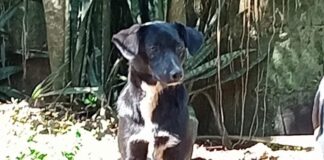 El albergue animal “Maussi Refugio Animal” realiza una rifa para adquirir alimento.