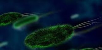 Brote de Klebsiella oxytoca: síntomas, riesgos y cómo evitar su propagación #AlertaEpidemiológica