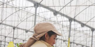 Veracruz fortalece la movilidad laboral agrícola hacia Estados Unidos