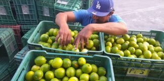 Sector primario veracruzano, en semáforo rojo .