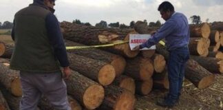 Operativos de PROFEPA en #Veracruz aseguran madera y carbón de ilícitos forestales .