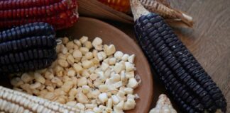 Maíz: Nuevos Tratados de Bucareli.