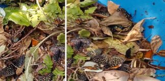 Matan a cientos de mariposas en Jardín Botánico en Xalapa.