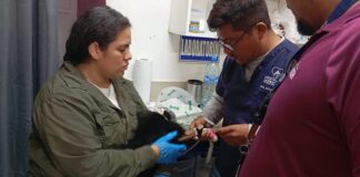 Azcarm denuncia amputación negligente de mona Saraguato en Tabasco.