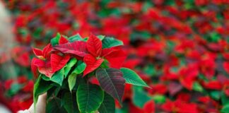 La Flor de nochebuena, más que un símbolo es una tradición