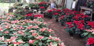 Repuntan las ventas de Nochebuenas en La Estanzuela.