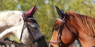 Los ensilló Rosa Icela .