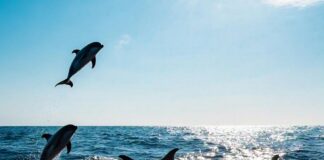 Delfines del Golfo de México dan positivo a fentanilo: investigadores.