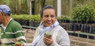 Inicia Sedema Eco Navidad 2025 con meta de más de 12 mil árboles reciclados.