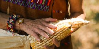 Presidenta Claudia Sheinbaum impulsa reforma constitucional para proteger el maíz mexicano