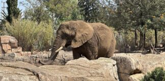 SCJN determina que SEDEMA garantice el bienestar de elefanta Ely, en el Zoológico de Aragón