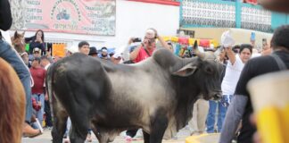 Fiestas de La Candelaria: tradicional día de toros en Tlacotalpan.