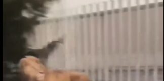 Vecinos en Ocoyoacac reportaron un león deambulando .