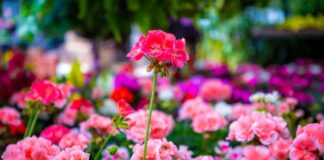 Celebra Xalapa el amor y la amistad con arte, música y tradición.