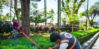 #Xalapa: Atiende PC Municipal reporte de enjambre de abejas .