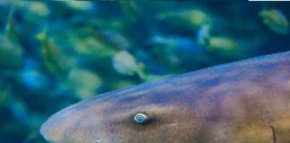 Desmienten mal manejo en muerte del Tiburón Benito .