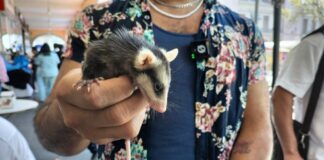 Estrés hídrico está desplazando especies como Tlacuaches, colibríes, lechuza #Veracruz