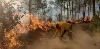 Veracruz ocupa el noveno lugar en incendios forestales.