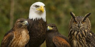 Aves de rapiña .