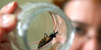 La Enfermedad de Chagas puede provocar complicaciones graves a largo plazo .