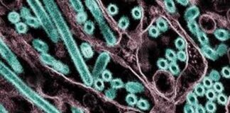 Informan si hay riesgo humano de la Influenza A o Gripe Aviar H5N1.
