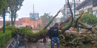 Frente Frío 37 deja más de diez árboles caídos en distintas zonas de Xalapa.
