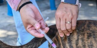 #Xalapa: Continúa Jornada de Vacunación Antirrábica Canina y Felina.