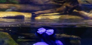 Regresa Campamento Nocturno al Aquarium del Puerto de Veracruz.