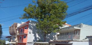 El impuesto predial y los árboles de traspatio