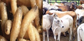 #Veracruz: Presencia de gusano barrenador no implica sacrificios ni cuarentenas: Sedarpa