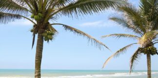 Tecolutla, paraíso tropical entre manglares, playa y sabor.