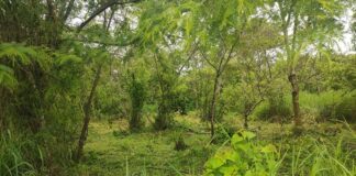 Niega comisión de búsqueda hallazgo de fosa Clandestina en El Castillo #Xalapa.