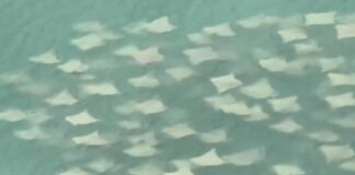 #Video: Decenas de Mantarrayas son captadas en el Puerto de Veracruz
