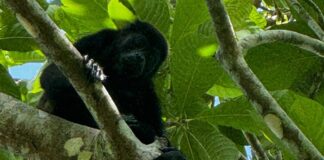 AZCARM y ONG buscan proteger al Mono Saraguato en Tabasco.