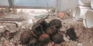 CDMX: Osamentas en Reforma 159 son parte de un hallazgo arqueológico, dice FGJ