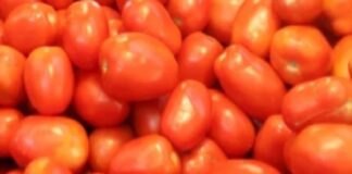 Confirma EEUU aranceles contra el tomate mexicano.